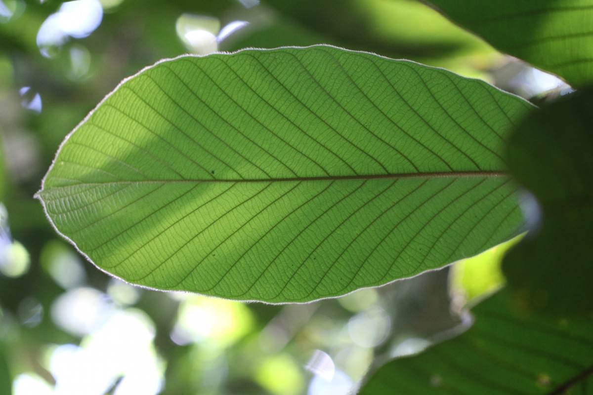 Dipterocarpus hispidus Thwaites